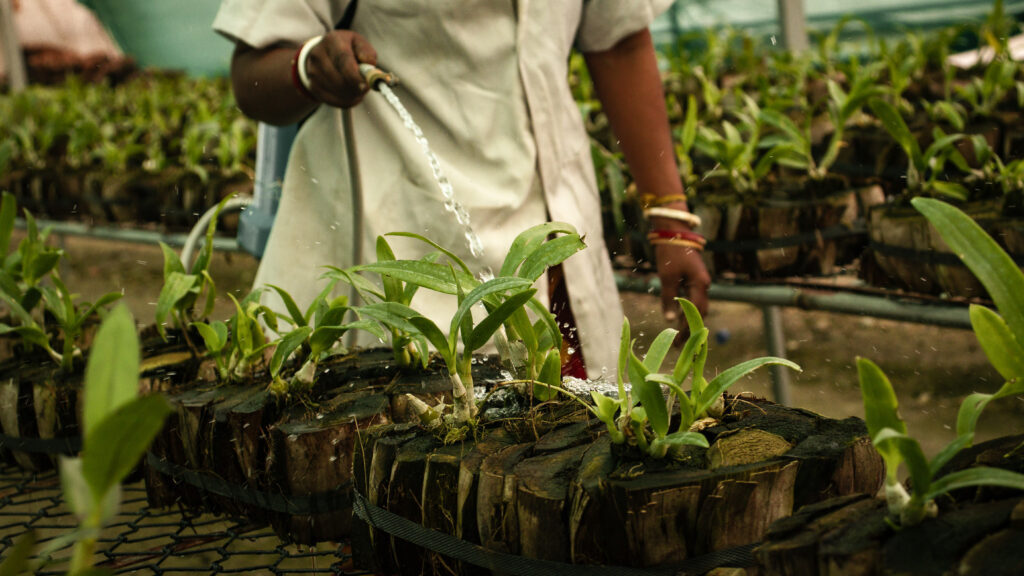The Power of One Tree: How Your “Plant a Tree” Initiative Makes a Difference