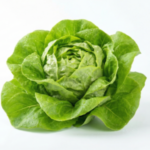 Fresh Crunchy Lettuce