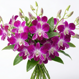 Exotic Purple Dendrobium Orchid Bunch